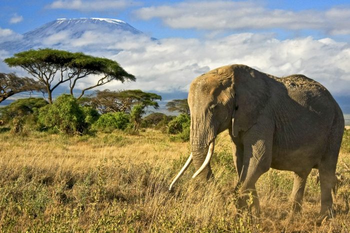 3 Days 2 Nights Tarangire National Park, Ngorongoro Crater, and Mount Kilimanjaro