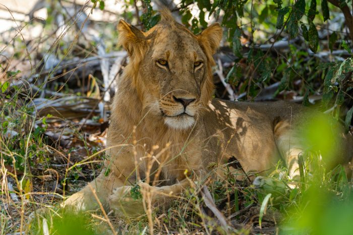 3 days 2 nights  Selous/Nyerere National Park from Zanzibar by ferry