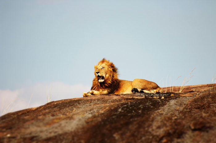 4 days 3 nights  Tarangire National Park, Ngorongoro Crater, and Serengeti National Parks