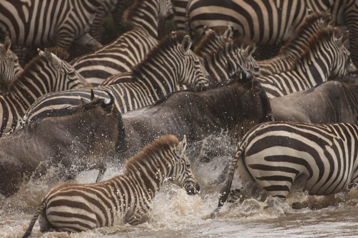 5 days 4 night Great Migration Serengeti to Zanzibar